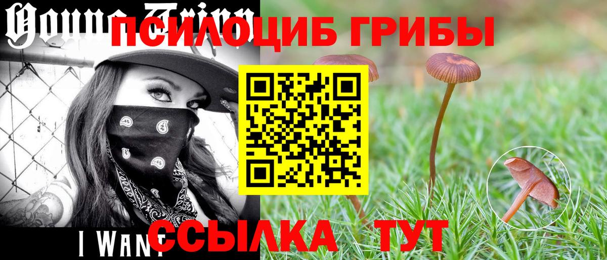 закладка  Псилоцибиновые грибы MAGIC MUSHROOMS  Вход с VPN  Губкин 